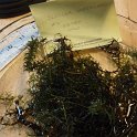 14slender _waterweed